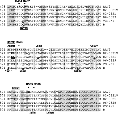 Figure 3.  Alignment of amino acid sequences in the putative receptor binding site of GPV. The sequences aligned correspond to residues 471 to 620 of the VP1 of GPV or residues 478 to 623 of the VP1 of AAV2. The sequences conserved in GPV and AAV2 are shaded. The residues (R484, R487, K532, K585 and K588) involved in receptor binding of AAV2 are indicated by asterisks. Amino acid changes occurring between 82-0321V and 82-0321 and between VG32/1 and the virulent B strain are bold and underlined.