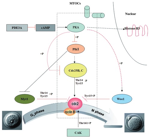 Figure 10 Proposed effects of PDE3A on regulation of cAMP/PKA signaling during meiotic progression in mice oocytes. In PDE3A-/- oocytes, activated PKA phosphorylates and inhibits Cdc25B and Plk1 directly, but phosphorylates/activates Wee1 kinase, and Myt1 is not subject to inhibition by Plk1. The integrated effect of these PKA-induced phosphorylations is inactivation of Cdc2 and maintainence of G2/M meiotic arrest. In WT oocytes, during GVBD, PKA is translocalized to the nucleus, where it may phosphorylate histone H3 to initiate DNA condensation; PKA-translocalization, histone H3 phosphorylation, and chromosome condensation does not occur in cultured PDE3A-/- oocytes. This scheme does not include possible “feed-forward amplification” of meiotic progression by activated MPF, i.e., activated Cdc2 activates Cdc25B and Plk1 (which inhibits Myt1), and inhibits Wee1 kinase, allowing further activation of MPF.