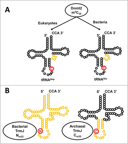 Figure 6. Alternative substrate specificities exhibited by homologous methyltransferases. (A) Dnmt2 catalyzes m5C38 methylation (the C38 target nucleotide is indicated in red), with tRNAAsp thought to be the major substrate for eukaryotic Dnmt2, while tRNAGlu appears to be the predominant substrate for the G. sulfurreducens enzyme. Differences in the size and identity of nucleotides in the variable loop (highlighted in yellow) are thought to play a role in dictating alternative substrate specificity. (B) 2′-O methylation at position 32 is catalyzed by TrmJ. In Bacteria, TrmJ is capable of methylating any nucleotide at position 32 (indicated in red on each tRNA), whereas the archaeal enzyme is restricted to 2′-O methylation of cytosine. Moreover, the different structures required for tRNA recognition by the 2 enzymes (archaeal TrmJ requires only the anticodon stem-loop structure, while bacterial TrmJ requires a full-length tRNA) are indicated by yellow highlighting.