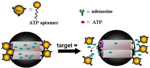 Figure 2 AuNPs-aptamer was capped on the MSA surface due to the binding reaction of ATP aptamer to the adenosine molecule. The delivery of the entrapped guest (fluorescein) was selectively triggered by an effective displacement reaction in the presence of the target molecule (ATP). Reprinted with permission from Zhu CL, Lu CH, Song XY, Yang HH, Wang XR. Bioresponsive controlled release using mesoporous silica nanoparticles capped with aptamer-based molecular gate. J Am Chem Soc. 2011;133(5):1278-1281. Copyright (2020) American Chemical Society.Citation73