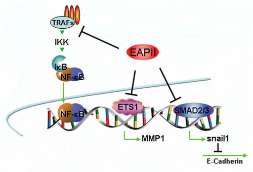 Figure 2 Model of EAPII -mediated transcription modulation: (1) EAPII represses NFκB activity through regulating upstream events of the TRAF-NFκB cascade; (2) EAPII represses transactivation by ETS1 on the MMP1 promoter; and (3) EAPII represses transactivation by Smad3 on Snail1, which is a transcriptional repressor of E-cadherin, subsequently leading to de-repression of E-cadherin transcription. Green lines and arrows denote transactivation and black lines indicate transcriptional repression.