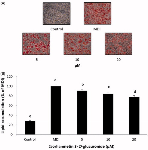 Figure 7. Effect of compound 1 on lipid accumulation in 3T3-L1 adipocytes. (A) The morphological changes associated with cell differentiation were photographed after Oil Red O staining. (B) Stained lipids were extracted and quantified by measuring absorbance at 570 nm. Each value is expressed as the mean ± S.D. Values with different superscripts are significantly different at p < 0.05. Control: undifferentiated preadipocyte; MDI: differentiated adipocyte.