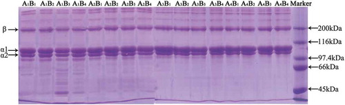 Figure 1. SDS-PAGE pattern of collagen by different pretreatments (A1–A4: pH 8, 9, 10, 11; B1–B4: concentration of H2O2 0.5%, 1%, 2%, 4%).