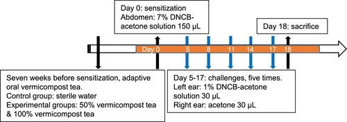 Figure 1. Time schedule for the eczema induction and vermicompost tea (VCT) treatment. Mice were treated with different VCT (0, 50%, and 100%) for 7 weeks for adaptation. After that, mice were treated with topical 7% DNCB on day 0, and then challenged with 1.0% DNCB on days 5, 8, 11, 14, and 17. Mice were sacrificed on day 18 and both ear tissues and blood were collected.