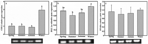 Figure 3. Seasonal expression levels of the (a) cyclooxygenase-2 (COX-2), (b) peroxisome proliferator-activated receptor γ coactivator 1-α (PGC-1α), and (c) peroxisome proliferators-activated receptor α (PPARα) genes of white adipose tissue in Tupaia belangeri. Data are expressed as mean ± standard error; values not sharing a common letter are significantly different (P < 0.05).