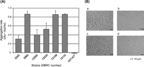 Fig. 1. Aggregation rates of L. brevis strains after the addition of xylan (A) and microscopic analysis of the strains in the presence (a, c) and absence (b, d) of xylan (B). The representative results by L. brevis strains NBRC 3960 (a, b) and NBRC 13109 (c, d) are shown as the results of optical microscopic analysis. As and Ac represent the optical density at 600 nm of the sample with xylan and the control without xylan, respectively. The soluble fraction of xylan was used, and data for 2 h after xylan addition are shown.