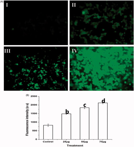 Figure 6. Ps-AgNPs induced intracellular ROS generation in TPC1 cells was evaluated by DCFH-DA staining. (A) Fluorescence images show the control (I) and Ps-AgNPs treated (II–IV) TPC1 cells. The images were acquired by floid cell imaging station. (B) The graphical presentation of intracellular ROS production was detected by spectrofluorometer. All experiments were performed in triplicate and all the values were expressed as mean ± standard deviation of three replicates. The b,c,d superscripts indicate significant difference from control (p<.05).