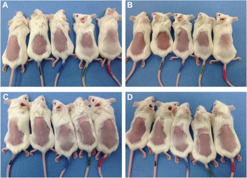 Figure S1 Comparison of infection area between treated and untreated mice.