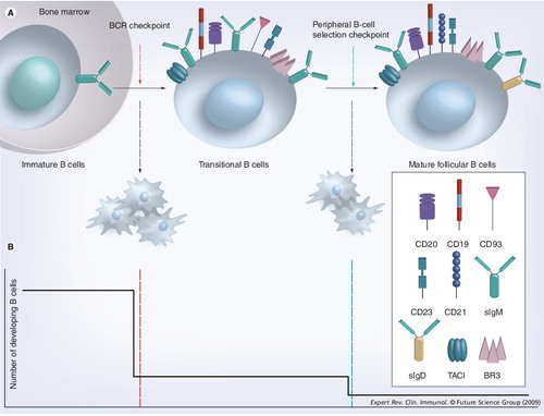 Figure 2. B-cell development and selection checkpoints.(A) Immature B cells have successfully rearranged their heavy and light chain immunoglobulin genes. During the BCR checkpoint, immature B cells that are engaged by high avidity antigens are induced to die, while those who do not, transit to the periphery and become transitional B cells. The continued survival of transitional B cells in the periphery is dictated by the availability of B-lymphocyte stimulator (BLyS) and relative BCR tonic signaling. (B) The frequency of developing B-cell survival is depicted here as ontogeny progresses across the BCR and peripheral selection checkpoints. At the BCR checkpoint (red line), only 10% of the immature B cells survive, while at the peripheral B-cell selection checkpoint (green line), approximately 30% of the remaining B cells become mature follicular B cells.BCR: B-cell receptor; BR3: B-lymphocyte stimulator receptor 3; TACI: Transmembrane activator 1 and calcium-signaling modulator and cyclophilin ligand-interactor.