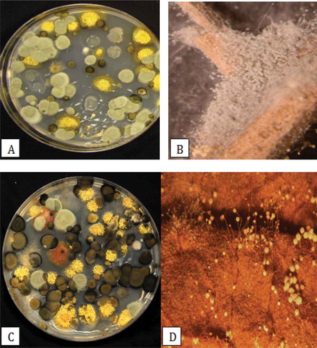 Fig. 5 (Colour online)Colonies of different species of fungi recovered on potato dextrose agar following Q-tip swabs of tomato fruit surfaces and observed growing on leaf litter. (a) Colonies of species of Penicillium (green) and Aspergillus (yellow) observed early in the growing season; (b) Profuse sporulation of Penicillium species on the surface of a dried tomato leaf; (c) Colonies of Cladosporium (black), Aspergillus (yellow) and Penicillium (green) species observed later in the growing season; (d) Conidiophores of Aspergillus species growing on the surface of a dried tomato leaf.