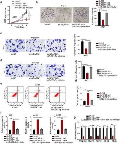 Figure 6. MiR-361-5p inhibitor rescues the oncogenic function of NEAT1 in CSCC
