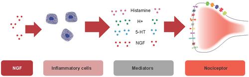Figure 2 Nociceptive effects of NGF on inflammatory cells. NGF binds TrkA receptors on inflammatory cells. The resulting NGF/TrkA signaling increases the release of a variety of inflammatory mediators such as serotonin, histamine, and NGF itself, which are known to cause sensitization of nociceptors via modulation of receptor or ion channel activity at the peripheral terminal.Abbreviations: 5-HT, 5-hydroxytryptamine (serotonin); NGF, nerve growth factor; TrkA, tropomyosin receptor kinase A.