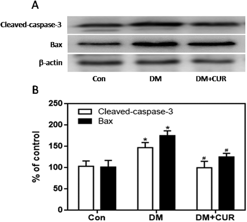 Figure 9. Effect of curcumin on the increased expression of cleaved caspase-3 and Bax in pancreatic tissue from STZ-induced DM rats. Cleaved caspase-3 and Bax were detected by western blot. A. Representative bands of cleaved caspase-3 and Bax (inner reference: β-actin). B. Quantitative analysis of cleaved caspase-3 and Bax expression (*p < .05 vs Con group, #p < .05 vs DM group). There were 3 animals in each group. CUR, curcumin; STZ, streptozotocin; DM, diabetes mellitus; Con, control.