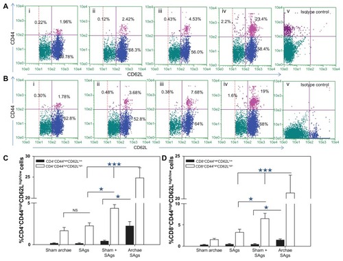 Figure 7 Augmentation of CD8+/CD4+ T cell effector memory response upon immunization with archaeosome-entrapped SAgs. The CD4+ and CD8+ T cells were harvested and their purity was depicted as described in the ‘Materials and methods’ section. The (A) CD4+CD44highCD62Llow/high and (B) CD8+CD44highCD62Llow/high phenotypes were analyzed using flow cytometry at 2 weeks post-challenge, representing various immunized groups: (i) Sham archaeosomes as control; (ii) free culture supernatant SAgs; (iii) Sham + SAgs as aphysical mixture; (iv) archaeosome-entrapped culture supernatant SAgs; and (v) isotype control. The bar graph depicts the population of (C) CD4+CD44highCD62Lhigh/low and (D) CD8+CD44highCD62Lhigh/low and is representative of three independent experiments and presented as mean ± SD.Notes: Archaeosome-entrapped SAgs vs free SAgs ***P < 0.001 (CD4+CD44highCD62Lhigh; CD4+CD44highCD62Llow), P < 0.001 (CD8+CD44highCD62Lhigh; CD8+CD44highCD62Llow); physical mixture vs free SAgs *P < 0.05 CD4+CD44highCD62Lhigh; P = NS CD4+CD44highCD62Llow, P < 0.05 CD8+CD44highCD62Lhigh; P = NS CD8+CD44highCD62Llow.Abbreviations: SD, standard deviation; SAgs, secretory protein antigens; NS, not significant.