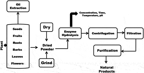 Figure 4. The process of enzyme-assisted extraction method from the natural products (Selvamuthukumaran & Shi, Citation2017).