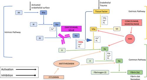 Figure 1 Mechanism of action of nonfactor therapies for hemophilia A.