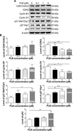 Figure 20 PLB regulates the expression of CDK1/CDC2, cyclin B1, CDK2, cyclin D1, p21 Waf1/Cip1, p27 Kip1, and p53 in DU145 cells.