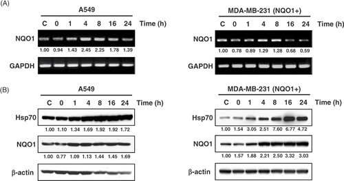 Figure 2. Expression of NQO1 mRNA and NQO1 protein production upon heat treatment. A549 and MDA-MB 231 cells (NQO1+) were heated at 42°C for 1 h, incubated at 37°C, and harvested at the times indicated. (A) The expression of NQO1 mRNA was analysed by RT-PCR. (B) Protein expression was determined by Western blot. Hsp70 is shown as a relevant marker for heat treatment. Each experiment was independently performed three times.