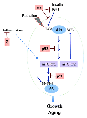 Figure 5. Relationship between p53 and the insulin/AKT/MTOR/S6 pathway.