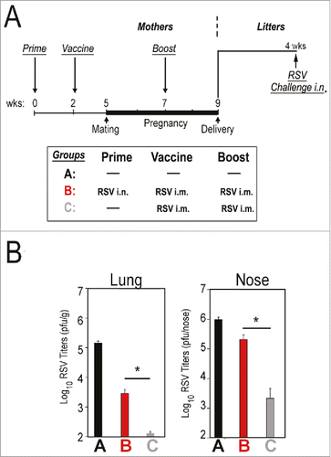 Figure 2. Efficiency of protection against RSV in juvenile cotton rats born from vaccinated, unprimed or primed mothers. (A) Female cotton rats were separated into three groups. One group of females remained unprimed and unvaccinated (Group A) as a control. Another group was primed by infection with RSV i.n. and then vaccinated with live RSV i.m. two weeks after priming and boosted during pregnancy (Group B). The last group of females remained unprimed, but was vaccinated and boosted (Group C). Litters from mothers in each group were challenged 4 weeks after birth and euthanized on day 4 post-challenge. (B) Quantification of lung and nose viral titers in samples of RSV-challenged, 4-week old juvenile cotton rats. Bars represent the mean ± SE. The inhibitory effect on vaccination in seropositive mothers was evaluated by comparing litters born from mothers in Group B (primed) and Group C (unprimed). N = 13-25 pups per group. ANOVA followed by Student-Newman-Keuls post hoc test. *p < 0.01. Data taken from reference.Citation7