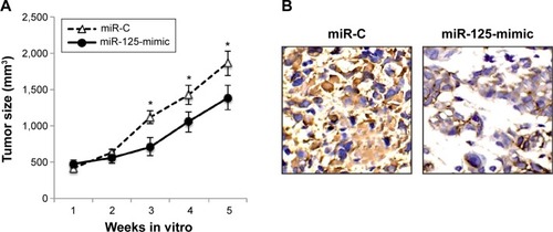 Figure 3 miR-125a-5p overexpression reduced in vivo growth of cervical carcinoma.