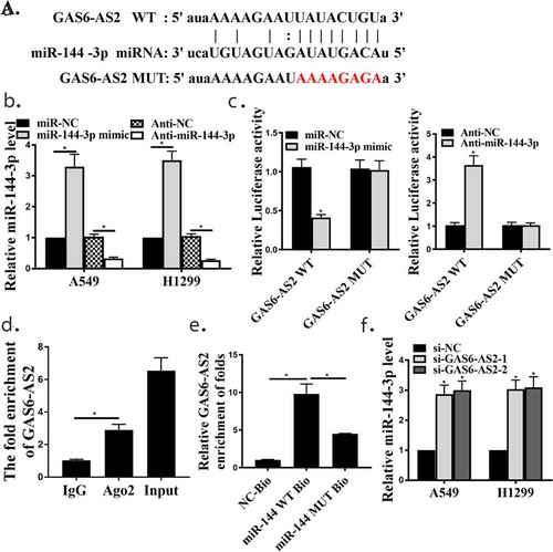 Figure 3. GAS6-AS2 functioned as a ceRNA via directly sponging of miR-144-3p. (a) Online software showed binding relationship between miR-144-3p and GAS6-AS2. (b) increased expression of miR-144-3p in miR-144-3p mimic group and reduced expression of miR-144-3p in mir-144-3p inhibitor group. (c) The co-transfection assay show the relationship of GAS6-AS2 with miR-144-3p in both A549. (d) RIP assay showed that the relationship of GAS6-AS2 with miR-144-3p in both A549. (e) RNA pull-down assay showed that the relationship of GAS6-AS2 with miR-144-3p in both A549 and H1299 cells. (f) The expression of miR-144-3p after GAS6-AS2 was silenced. *compared with NC group, p <0.05. n = 3