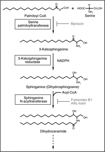 Figure 1 Sphingolipid biosynthesis pathway in plant. Inhibition steps by myriocin, Fumonisin B1 and AAL-toxin are indicated.