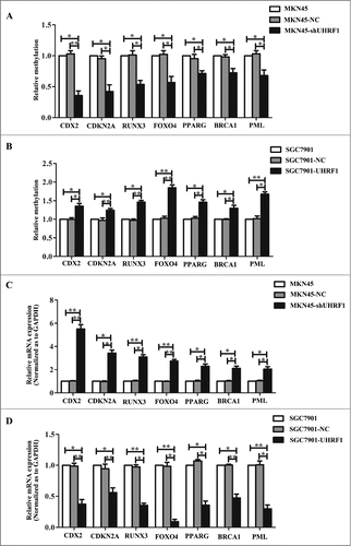 Figure 4. UHRF1 reduces tumor suppressor expression via enhancing methylation. (A) Effects of UHRF1 silencing on gene methylation of 7 tumor suppressor genes in MKN45 cells infected with UHRF1 shRNA (shUHRF1) assayed by Methylation-specific PCR (MSP). (B) Effects of UHRF1 upregulation on gene methylation of 7 tumor suppressor genes in SGC7901 cells transfected with UHRF1 plasmid assayed by MSP. (C) Effects of UHRF1 silencing on mRNA expression of 7 tumor suppressor genes in MKN45 cells infected with shUHRF1 assayed by qRT-PCR. GAPDH was used as an internal control and the fold change was calculated by 2−ΔΔCt. (D) Effects of UHRF1 upregulation on mRNA expression of 7 tumor suppressor genes in SGC7901 cells transfected with UHRF1 plasmid assayed by qRT-PCR.
