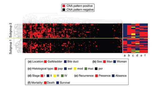 Figure 1. Hierarchical cluster analysis based on copy number alteration patterns in biliary tract carcinoma.There were two subgroups that were stratified by cluster analysis in biliary tract carcinoma based on SCNA patterns.SCNA: Somatic copy number alteration.
