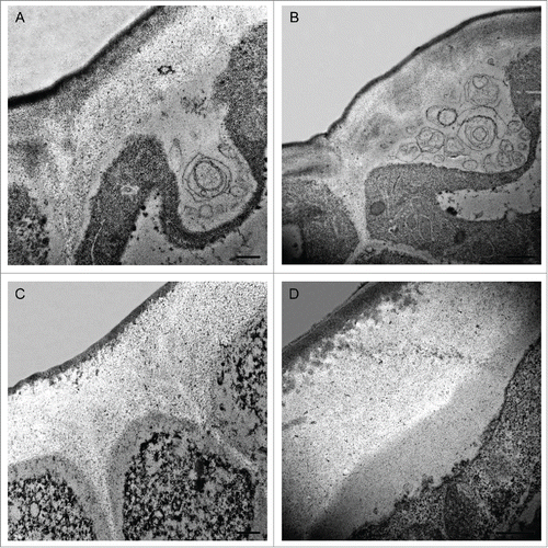 Figure 1. Transmission Electron Microscopy pictures of epidermal cross-sections of ‘Cascada’ fruits at early stages of development. (A,B) 7daa; (C) 8daa; (D) 9daa. Bars (A,C,D) 0.5 μm, (B) 1 μm. daa, days after anthesis.