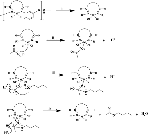 Figure 4. Proposed reaction mechanism for esterification of butyl acetate by using polymeric catalysts (M: Cu(II), Co(II) and Ni(II)).