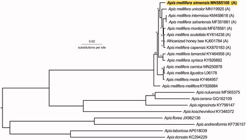 Figure 1. A phylogenetic tree showing the relationship between A. m. simensis (GenBank: MN585108) and 21 other Apis honey bees (GenBank accession numbers provided), with (A) indicating honey bees from the African A-lineage. Node labels indicate the bootstrap values and unlabeled lineages are 100%. The tree is midpoint rooted.
