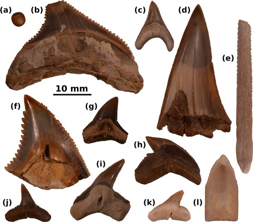 Figure 5. Dental and dermal remains of bony and cartilaginous fishes from the middle Miocene P0 allomember of the Pisco Formation exposed along the western side of the lower Ica Valley (East Pisco Basin, Peru). (a) Osteichthyan (sparid?) molariform tooth. (b) Carcharocles megalodon tooth. (c) Alopias vulpinus tooth. (d) Cosmopolitodus hastalis tooth. (e) Myliobatoidei indet. caudal spine. (f) Hemipristis serra tooth. (g) Carcharhinus cf. leucas tooth. (h) Galeocerdo aduncus tooth. (i) Physogaleus contortus tooth. (j) Carcharhinus brachyurus tooth. (k) Sphyrna cf. zygaena tooth. (l) Anoxypristis cf. cuspidata rostral spine. Specimen in panel A is shown in apical view; specimens in panels E and L are shown in dorsal view; all other specimens are shown in lingual view.