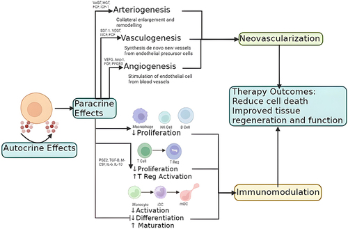 Figure 5 Mechanisms of angiogenesis and vasculogenesis in chronic ulcer treatment.Citation48