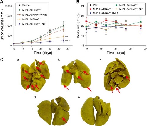 Figure 5 In vivo antitumor effect on 4T1 tumor-bearing Balb/c mice.Notes: (A) Tumor volume of mice treated with different formulations (n=3). ***P<0.001 represents M-PLL/siRNASur group and M-PLL/siRNASur+NIR group versus the saline group, respectively; *P<0.05 represents M-PLL/siRNASur+NIR group versus the M-PLL/siRNASur group. (B) Body weight variation of mice in the duration of treatments. (C) Typical lung tissue photographs of 4T1 tumor-bearing mice treated with saline (a), M-PLL/siRNAN.C. (b), M-PLL/siRNAN.C.+NIR (c), M-PLL/siRNASur (d) or M-PLL/siRNASur+NIR (e), respectively. Red arrows indicate the white nodules on the surfaces of lung lobes. (D) Representative H&E-stained lung section of 4T1 tumor-bearing mice treated with salin (b), M-PLL/siRNAN.C. (c), M-PLL/siRNAN.C.+NIR (d), M-PLL/siRNASur (e) or M-PLL/siRNASur+NIR (f), respectively. Lung tissue of normal mouse was used as a control (a). Red dotted circles show the tumor metastasis loci in the lungs. Scale bar is 100 μm, magnification ×40.Abbreviations: H&E, hematoxylin and eosin; M-PLL, melanin-poly-L-lysine; siRNAN.C., siRNA of nonsense sequences; NIR, near infrared; PBS, phosphate-buffered solution; siRNA, small interference RNA; siRNASur, survivin-targeted siRNA.