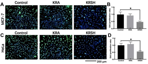Figure 5 EdU staining to detect cell proliferation after treatment with KRSH. (A) MCF-7 cells were treated with EdU for 6 h prior to click reaction, and the data analysis is displayed in the graph (B). The analysis was performed to calculate the signal intensity in EdU-positive cells based on individual DAPI signal. (C) The proliferation of HeLa cells after treatment with the peptide was also detected using the EdU reaction system after a 6-h incubation. The statistical analysis is displayed in the graph (D) using the same calculation. *p<0.05, compared with control cells cultured in complete medium, one-way ANOVA.Abbreviations: EdU, 5-ethynyl-2’-deoxyuridine; DAPI, 4′,6-diamidino-2-phenylindole; ANOVA, analysis of variance.