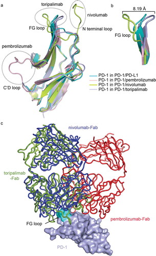 Figure 5. Comparative binding of PD-1 targeting mAbs. (a) Superimposition of the PD-1 from complex structures of PD-1/PD-L1 (cyan) (PDB code: 4ZQK), PD-1/pembrolizumab (light pink) (PDB code: 5JXE), PD-1/nivolumab (lemon) (PDB code: 5WT9), and PD-1/toripalimab (light blue) (PDB code: 6JBT). The loops contributed major binding to the mAbs were highlighted in dashed circles. (b) Comparison of the FG loop of the PD-1s from the complex structures. The FG loop of PD-1 shifted 8.19 Å upon the binding to nivolumab or toripalimab. (c) Superimposition of the complex structures of PD-1/pembrolizumab, PD-1/nivolumab and PD-1/toripalimab with the mAbs shown as ribbon in red, blue, and lemon, respectively. The PD-1 from PD-1/toripalimab complex is shown as surface in light blue with the FG loop highlighted in cyan.