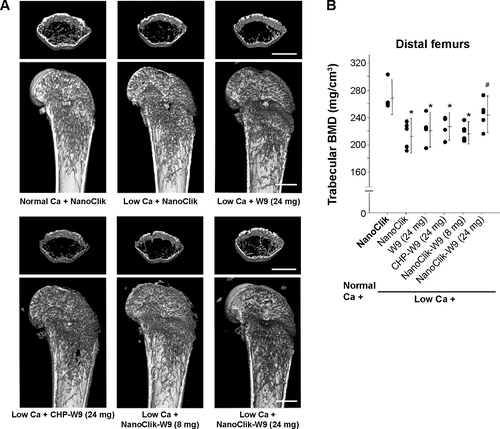 Figure S1 Radiological assessment of distal femurs.Notes: (A) Three-dimensional reconstruction images of distal femurs examined by microfocal computed tomography. Top, an axial view of transverse bone segments at the metaphysis; bottom, the longitudinal view. The bar represents 1 mm. (B) Results of a quantitative analysis of femoral trabecular BMD at the distal metaphysis measured by peripheral quantitative computed tomography. Data are shown as the mean ± standard deviation, with n=5 for each experimental group. *P<0.05 versus normal Ca + NanoClik; #P<0.05 versus low Ca + NanoClik.Abbreviations: BMD, bone mineral density; Ca, calcium; CHP, cholesterol-bearing pullulan; Normal Ca + NanoClik (n=5), vehicle (NanoClik nanoparticle)-injected mice fed a normal calcium diet; low Ca + NanoClik (n=5), vehicle (NanoClik nanoparticle)-injected mice fed a low calcium diet; low Ca + W9 (24 mg, n=5), W9 (24 mg/kg/day) was injected into mice fed a low calcium diet; low Ca + CHP-W9 (24 mg, n=5), W9 (24 mg/kg/day) incorporated in CHP nanogels was injected into mice fed a low calcium diet; low Ca + NanoClik-W9 (8 mg, n=5), W9 (8 mg/kg/day) incorporated in NanoClik nanoparticles was injected into mice fed a low calcium diet; low Ca + NanoClik-W9 (24 mg, n=5), W9 (24 mg/kg/day) incorporated in NanoClik nanoparticles was injected into mice fed a low calcium diet.