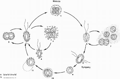 Fig. 58. Schematic representation of the presumed life cycle of Ochrosphaera neapolitana. (a) cellular coating of diploid coccolith-bearing stage; (b) cellular coating of haploid scaly stage. 1. Motile coccolith-bearing (C) cell; 2–4. vegetative division; 5. meiocyst; 6. motile scale-bearing (S) cell; 7. palmelloid S stage and vegetative division; 8. fusion; 9. zygote; 10. formation of C cell inside zygote envelope; 11. liberation of C cell. Note: stages 6, and 8 to 11 are hypothetical.