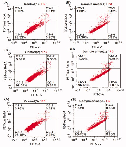 Figure 8. Triplicate Annexin V-FITC apoptosis assay for trans-anethole enriched Star anise oil (MSA) (B) using flow cytometry as compared to Doxorubicin control (A).