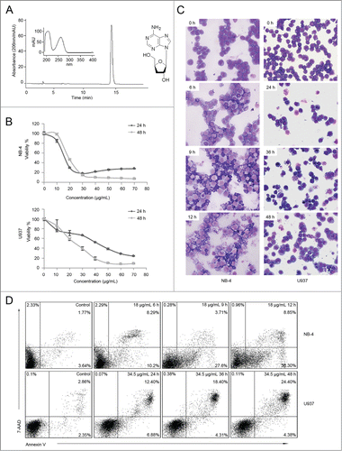 Figure 1 (See previous page). Cordycepin induces cell apoptosis in NB-4 and U937 cells. (A) HPLC analysis and UV spectrum of cordycepin purified by HSCCC (left panel). Chemical structure of cordycepin (right panel). (B) Cell viability of NB-4 and U937 cells treated with cordycepin for 24h and 48h at the indicated concentrations. Each data point represents the mean ± SD of triplicate experiments. (C) Morphology characteristic of NB-4 and U937 cells treated with cordycepin. NB-4 cells were treated with 18 μg/mL (71.6 μM) cordycepin for 6 h, 9 h, and 12 h, and U937 cells were treated with 34.5 μg/mL (137.3 μM) cordycepin for 24 h, 36 h, and 48 h. (D) Annexin V analysis of NB-4 and U937 cells treated with cordycepin. NB-4 cells were treated with 18 μg/mL (71.6 μM) cordycepin for 6 h, 9 h, and 12 h, and U937 cells were treated with 34.5 μg/mL (137.3 μM) cordycepin for 24 h, 36 h, and 48 h.