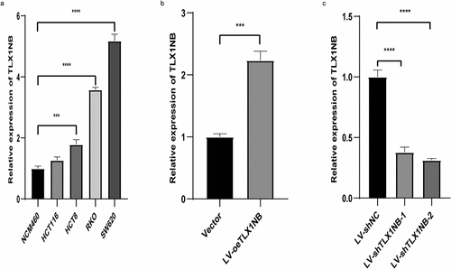 Figure 2. Analysis of TLX1NB expression levels by qPCR in normal colonic epithelial cells and different colon cancer cells. (a) The expression levels of TLX1NB in NCM460, SW620, RKO, HCT8 and HCT116 cell lines. (b) LV-oeTLX1NB transfection enhanced the expression of TLX1NB in HCT116 cells. (c) LV-shTLX1NB-1 and LV-shTLX1NB-2 transfection inhibited the expression of TLX1NB in SW620 cells. ***P < 0.001; ****P < 0.0001.