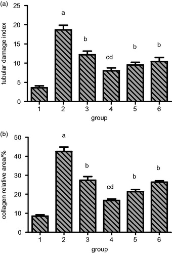 Figure 6. Quantitation of the effect of resveratrol on rat renal tubular damage index and collagen distribution area in UUO rats. Lane 1 represents the data as mean ± SEM, from sham treated group; lane 2 from model group; lane 3 from enalapril group; lane 4 from high-dose resveratrol group; lane 5 from middle-dose resveratrol group and lane 6 from low-dose resveratrol group. The differences are significant as “a” depicts p values of <0.01 versus the sham group, “b” represents p values of <0.05 versus model group, “c” represents p values of <0.01 versus model group while “d” represents p values of <0.05 versus enalapril group.