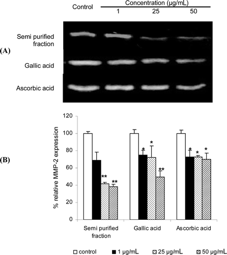 Figure 2.  Effects of the gelatinolytic activity on MMP-2 expression of the semi-purified fraction, gallic acid and the standard ascorbic acid at 1–50 µg/mL: (A) zymograms; (B) % relative MMP-2 expression calculated from the following equation: relative MMP-2 expression (%) = (% MMP-2 expression of the sample / % MMP-2 expression of the control) × 100. Each value is expressed as mean ± SD. Kruskall–Wallis test was used to calculate the significant differences. *p < 0.05 and **p < 0.01 compared to each control (the untreated system).