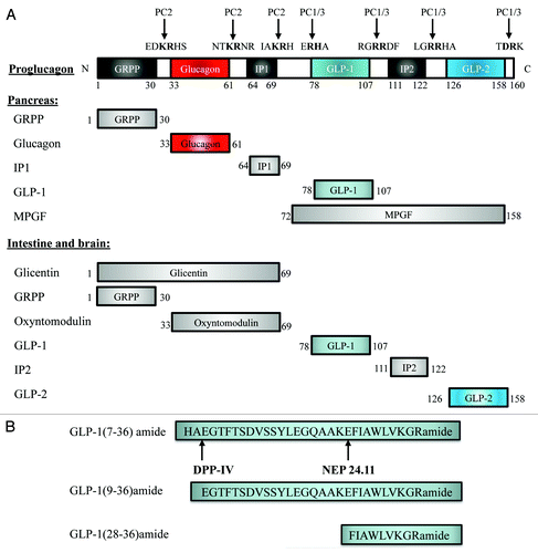 Figure 1. Proglucagon and its cleavage products. (A) The gcg gene encode proglucagon, a pro-hormone with 160 amino acid residues (top panel). This pro-hormone contains three PC2 and four PC1/3 cleavage sites. A schematic presentation of the cleavage products of proglucagon in the pancreas (middle panel) and in the intestine and brain (bottom panel). (B) Amino acid sequences of GLP-1(7–36)amide, GLP-1(9–36)amide and GLP-1(28–36)amide. The cleavage sites for DPP-IV and NEP24.11 are indicated with arrows. GRPP, glycentin related polypeptide; IP1 and IP2, intervening peptide 1 and 2; MPGF, major proglucagon fragment; DPP-IV, dipeptidyl peptidase-4; NEP 24.11, neutral endopeptidase 24.11.