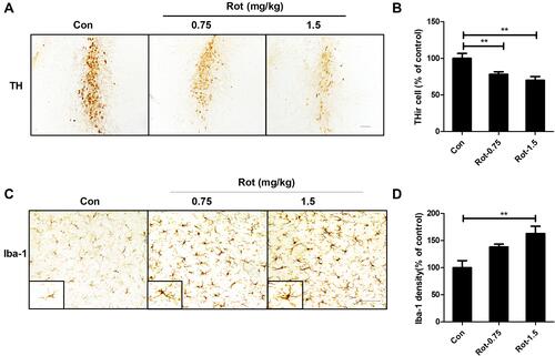 Figure 1 Rotenone dose-dependently induces LC/NE neurodegeneration and microglial activation in mice. (A) Mice were injected with the indicated dose of rotenone for 3 weeks. Immunohistochemistry with an anti-TH antibody was performed to stain NE neurons in the LC of mice, and representative images are presented. (B) Quantification of the number of THir neurons. (C) Immunohistochemistry with an anti-Iba-1 antibody was performed to stain microglial cells in the LC of mice, and representative images are presented. (D) Quantification of the density of Iba-1 immunostaining. Results were mean ± SEM from six mice for each group and were analyzed by one-way ANOVA (THir neurons counts: F(2,15) = 50.221, P = 0.000; Iba-1 density: F(2,15) = 8.158, P = 0.004; post hoc analysis by Tukey’s multiple comparisons test). **P<0.01; Scale bar = 100 μm.