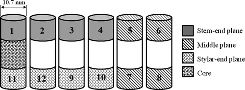 FIGURE 3 Cylindrical specimens from each fruit for tannin content determination. The numbers on each specimen correspond with those assigned in Figure 1.