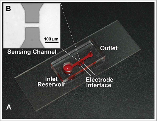 FIGURE 2. A) Picture of the micro-Coulter counter. B) Microscopic image of sensing channel.
