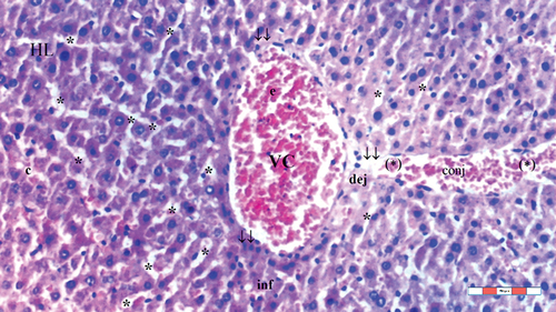 Figure 3. Light microscopic view of liver tissue of group IR (HL: hepatic lobules; VC: vena centralis; e: erythrocyte; con: congestion; *: sinusoid dilatation; ↓↓: infiltration; dikaryotic hepatocytes; inf: inflammation; (*): necrotic and apoptotic appearance in hepatocytes; dej: hydrophilic degeneration), H&EX100.