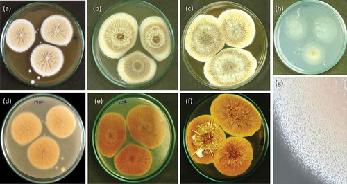 Figure 4. Penicillium setosum (WSR 62): a, b, c. Colonies on MEA, CYA and YES (all obverse); d, e, f. Colonies on MEA, CYA and YES (all reverse); g. Texture on MEA; h. Colony on CA.